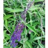 buddlea black knight 3