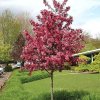 Malus 'Royality'okrasná jabloň, výška kmínku 120 cm, kontejner