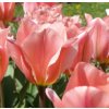 tulipa albert heijn