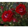 CORAZON, mnohokvětá stromková růže, tmavě červená, kontejner