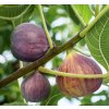 ficus brown turkey