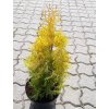 thuja aurea
