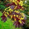 Acer platanoides ROYAL RED květ