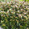 ilex meserveae little rascal 163871