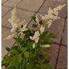 Astilbe japonica 'Washington 2