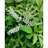 Astilbe japonica 'Washington', čechrava japonská, kontejner