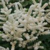 astilbe