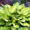 Hosta Gold Standard