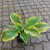 Hosta hybrida 'Gold Standard 2