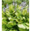 hosta