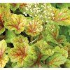 heuchera hybrida electra 1
