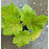 heuchera