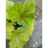 Heuchera 2