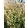 miscanthus kleine fontane