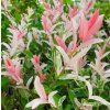 salix flamingo list