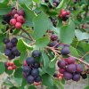 amelanchier alnifolia smokey amelanchier fruits smoky