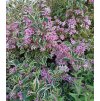 Weigelia florida 'Nana Variegata', vajgélie, výška sazenice 30-40 cm, kontejner