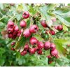 crataegus mon. plod. jpg