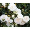 Mnohokvětá stromková růže SWEN, bílá, kontejner
