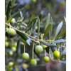 Olivovník evropský (Olea europaea) ARBEQUINA, výška kmínku 60cm , kontejner