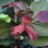 Corylus Red Zeller