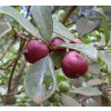 Psidium cattleianum fruit