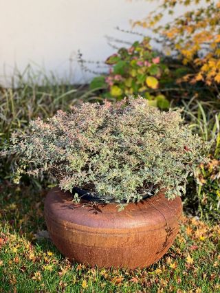 Takto nádherne zapadne cortenový kvetináč do prostredia vašej záhrady. 🥹 A čo je najlepšie? Posadený kvet v kvetináči,...