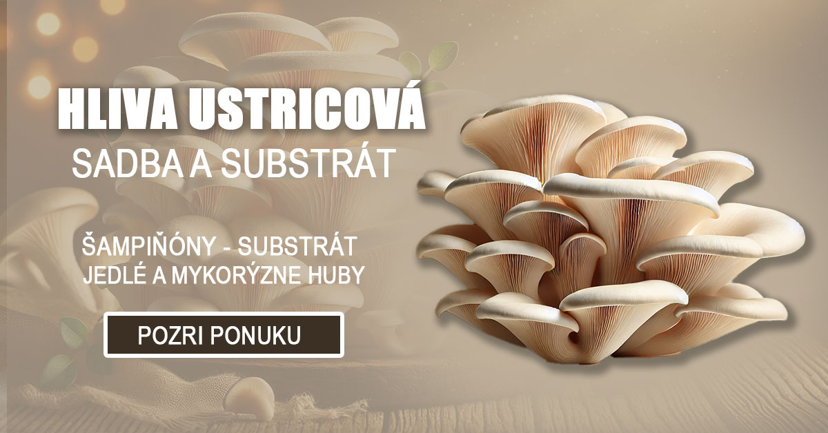 Hliva ustricova