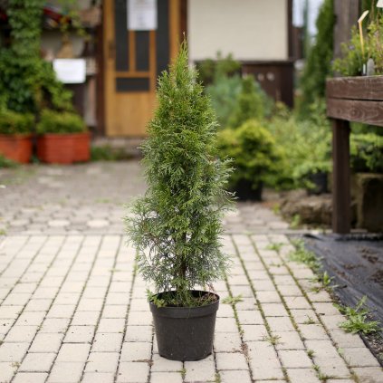 Thuja occidentalis Smaragd 60-80 cm, kont. 2 l