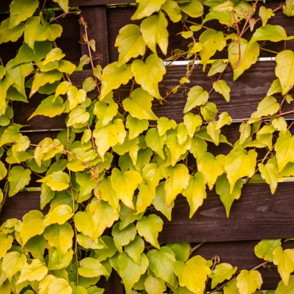 Parthenocissus tricuspidata 'Veitchii'