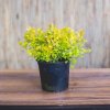 Spiraea japonica 'GOLD MOUND' kont. 1,5l