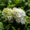 Hydrangea panniculata Polar Bear