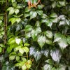 Parthenocissus quinquefolia