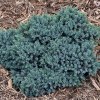 Juniperus Squamata'' Blue Star '' Kontajner 2l