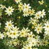 COREOPSIS verticilata "Moonbeam"