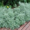 ARTEMISIA arborescens "Powis Castle"