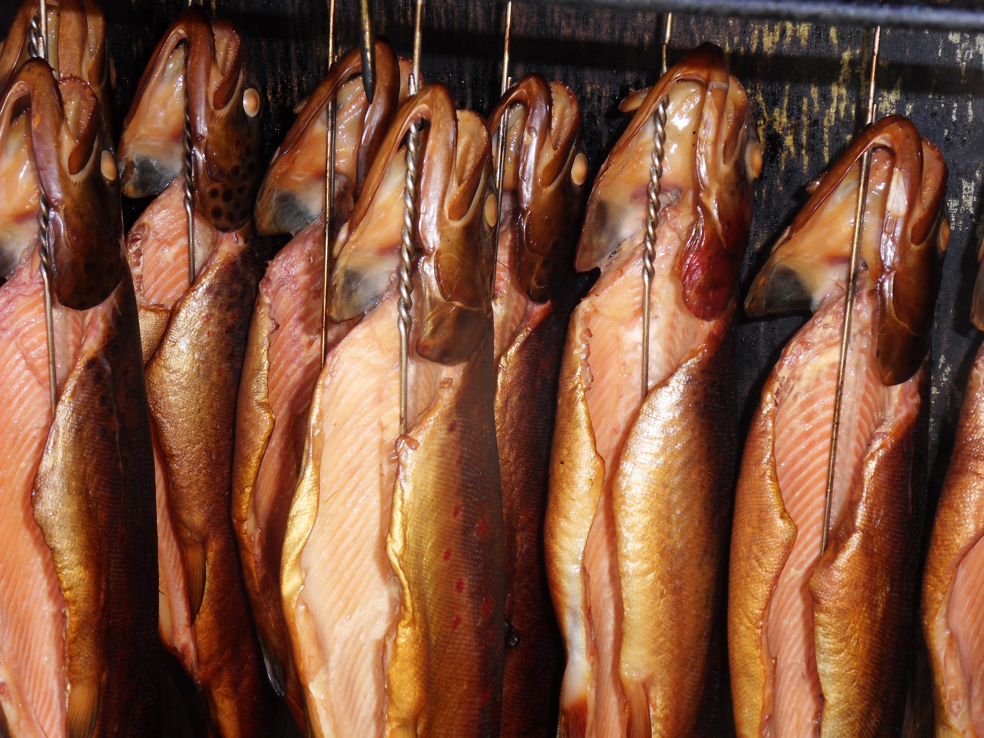 UZENÍ RYB ZA STUDENA