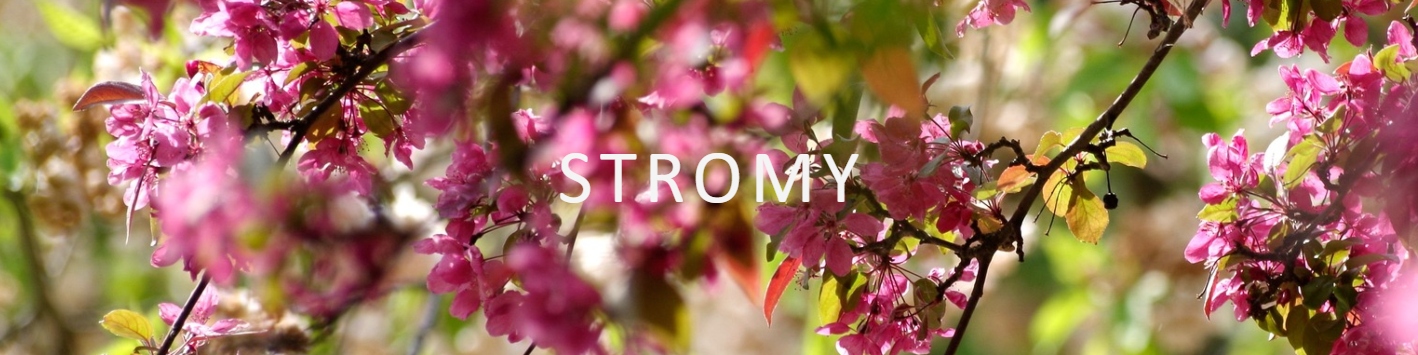 Stromy