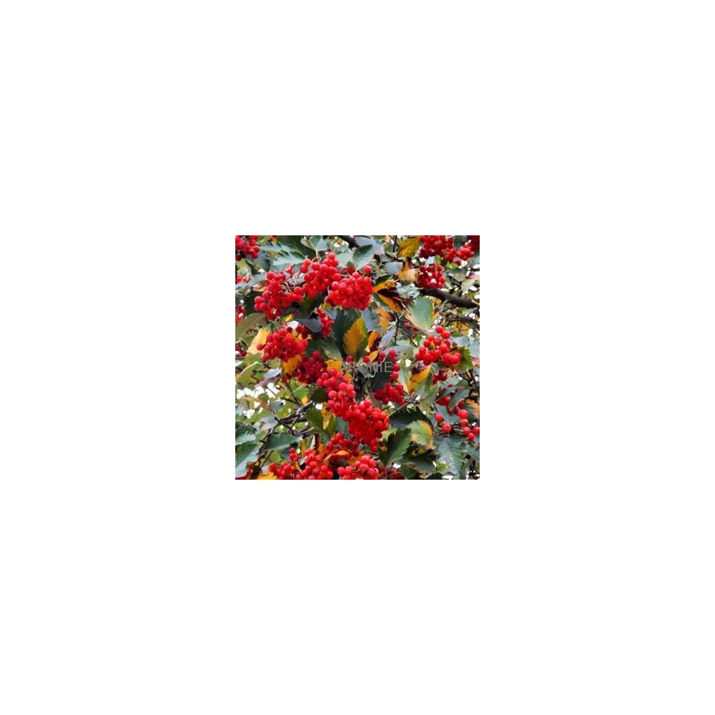 Jeřáb prostřední ´Brouwers´- ok 6-8 cm  Sorbus intermedia ´Brouwers´