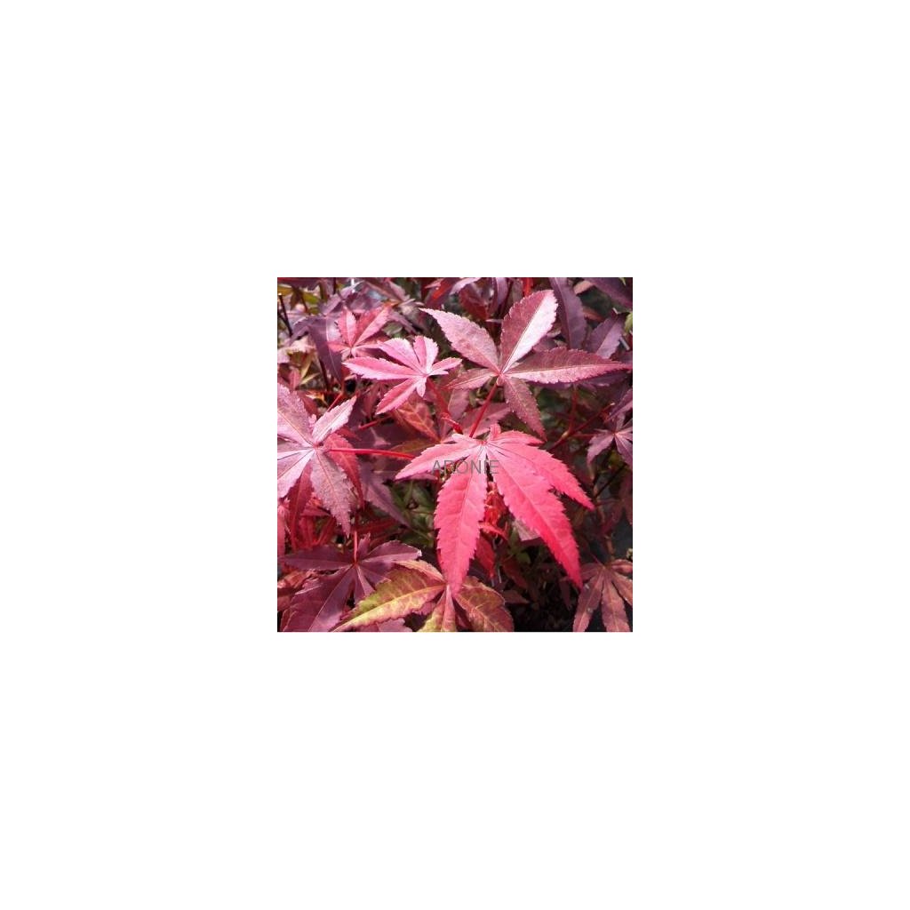 Javor dlanitolistý ´Atropurpureum´ - 12 l  Acer palmatum Atropurpureum