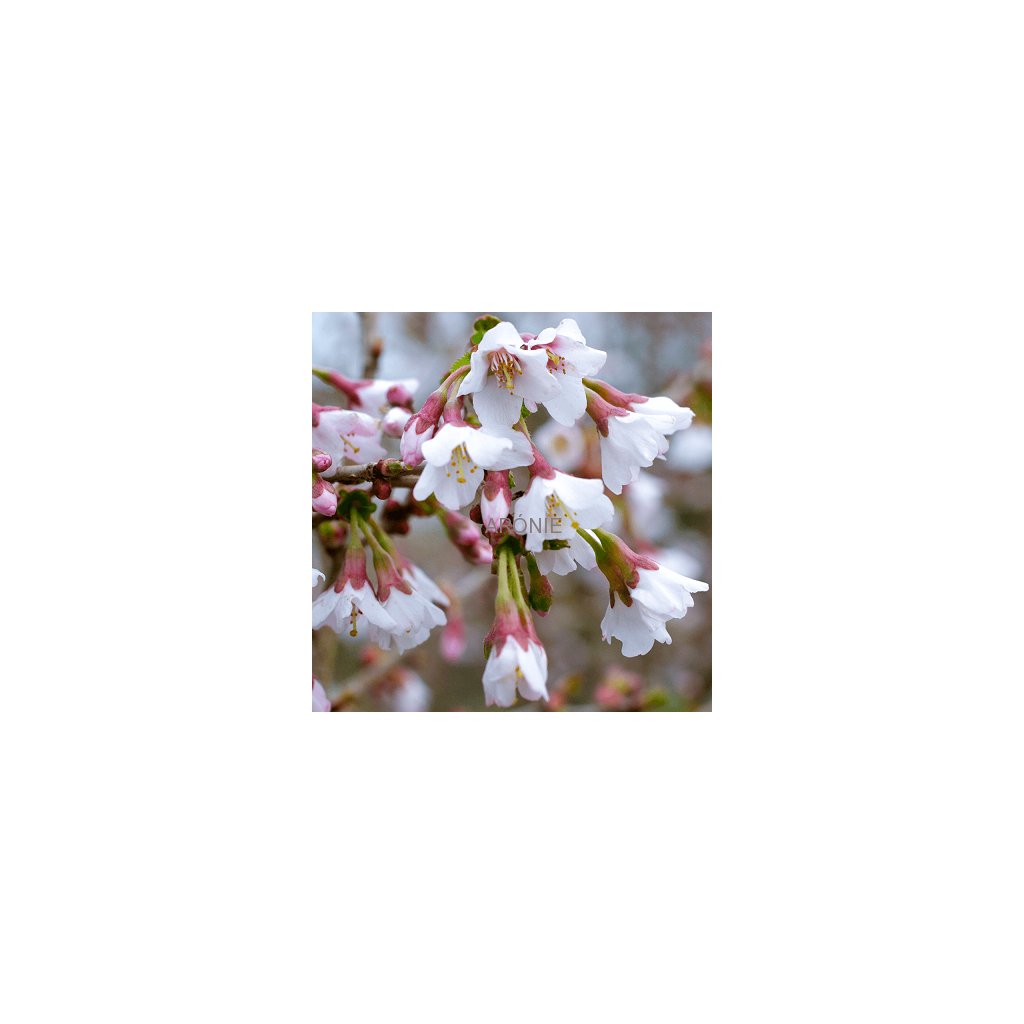Prunus incisa Kojou-no-mai - C 12  Slivoň vyříznutá