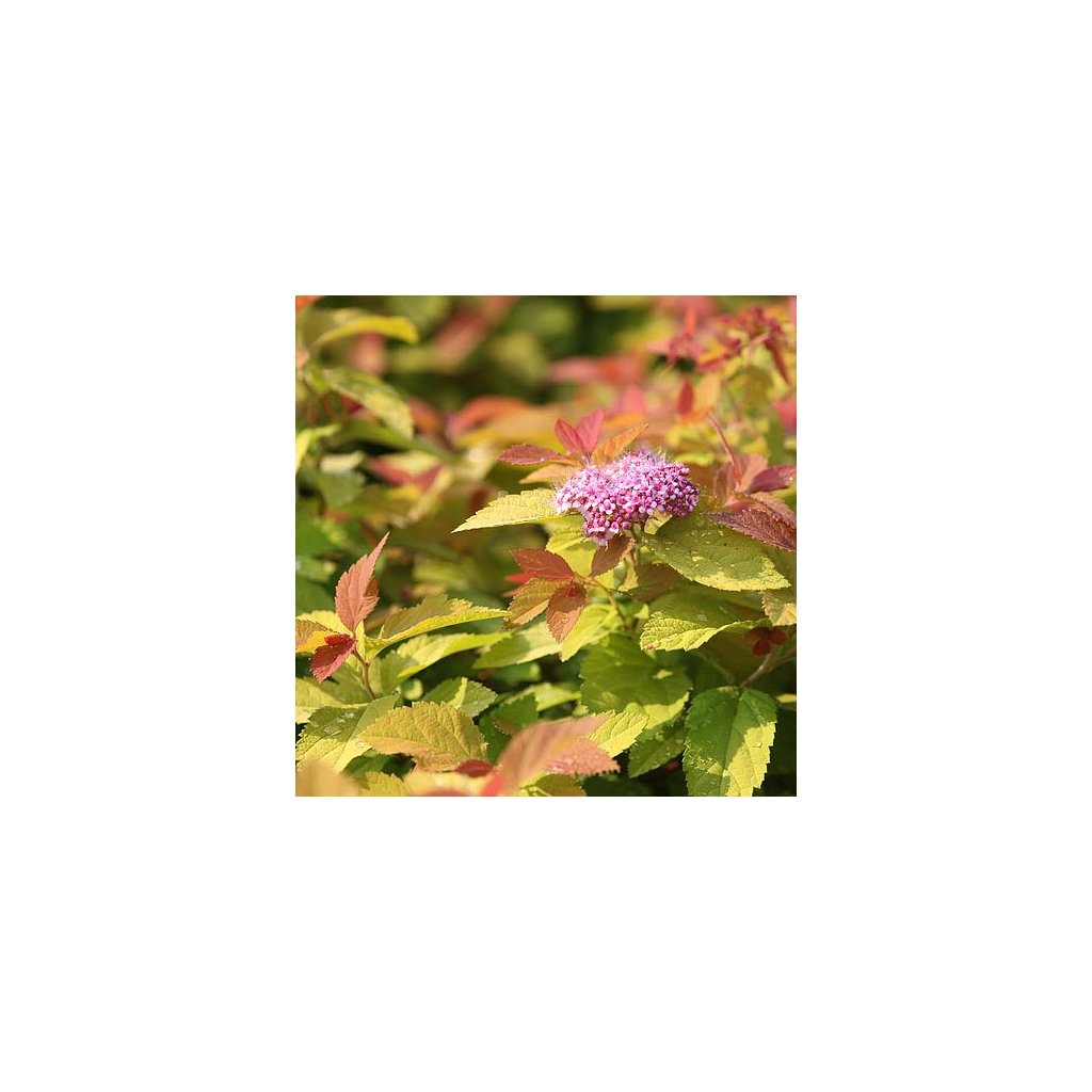 Tavolník japonský Spiraea japonica Pink and Gold Zahradnictví Arónie