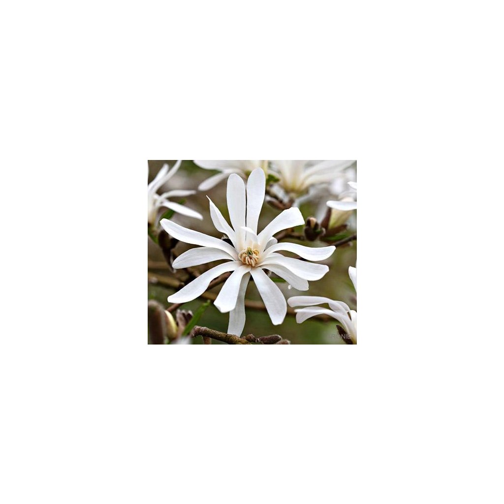 Magnolie - šácholan hvězdokvětý - Magnolia stellata - 12 l  Magnolia stellata