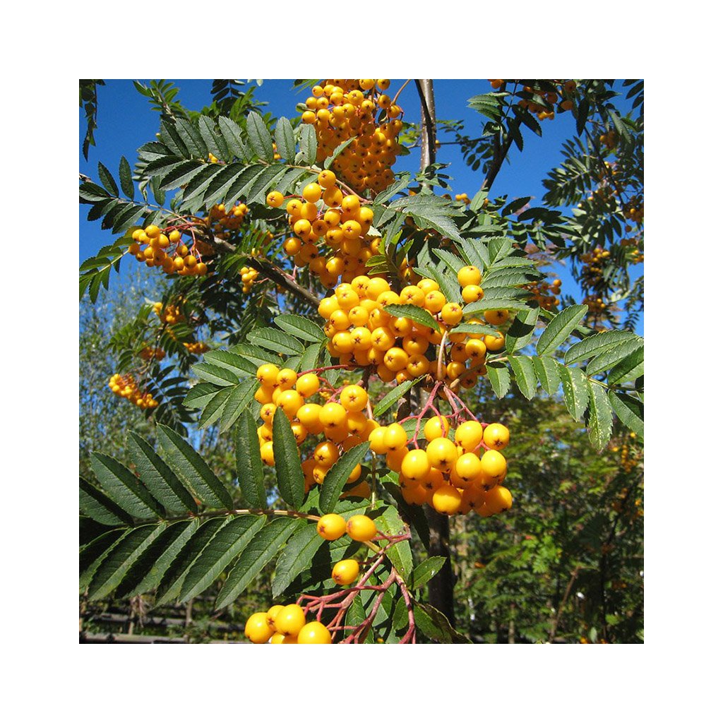 Jeřáb - Sorbus aucuparia ´Sunshine´ - ok 10-12 Exkluziv Sorbus ...