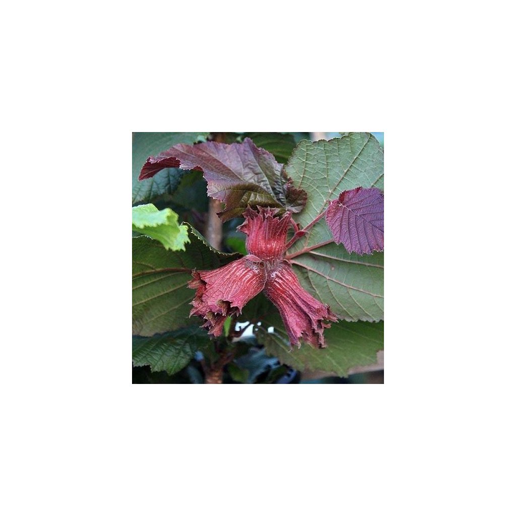 Líska červenolistá - Corylus avellana ´Red Zeller´ (Red Filbert) 220 cm