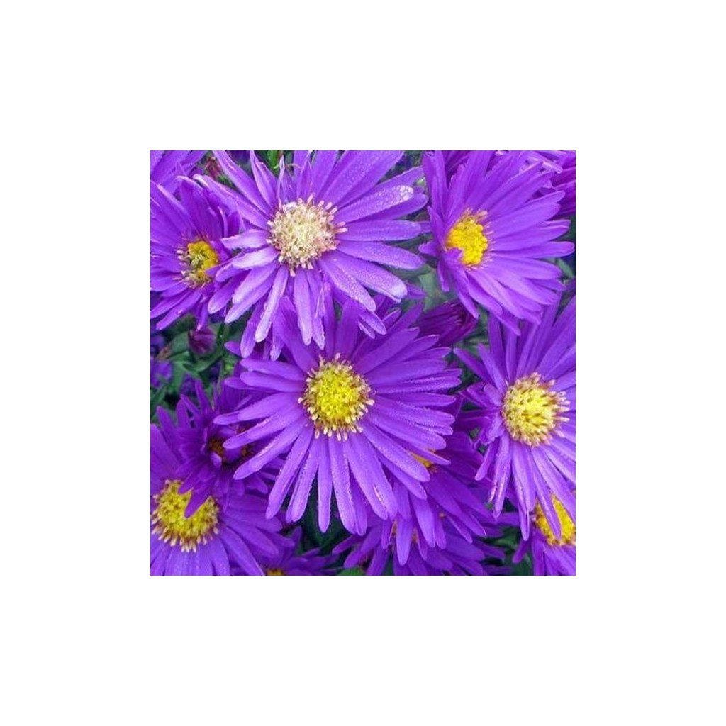 Hv zdnice K ovit Aster Dumosus Island Samoa Zahradnictv Ar nie