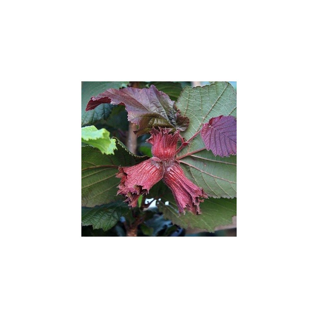 Líska červenolistá - Corylus avellana ´Red Zeller´ (Red Filbert) 220 cm  Corylus avellana