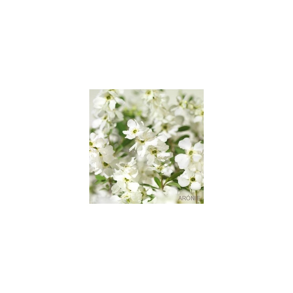 Hroznovec - Exochorda racemosa ´Niagara´ ® - 130 - 150 cm Exkluziv