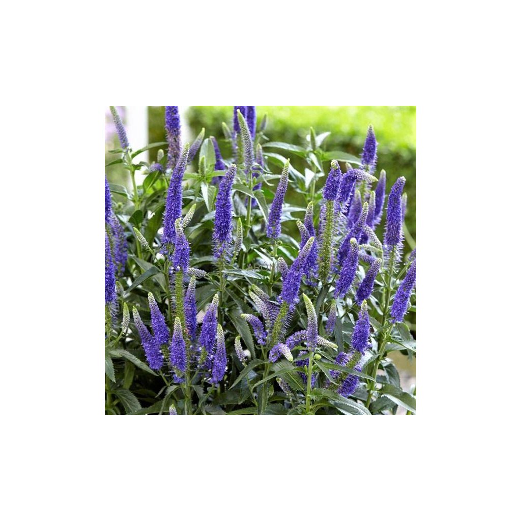 Rozrazil štíhlý ´First Glory ®´  Veronica longifolia
