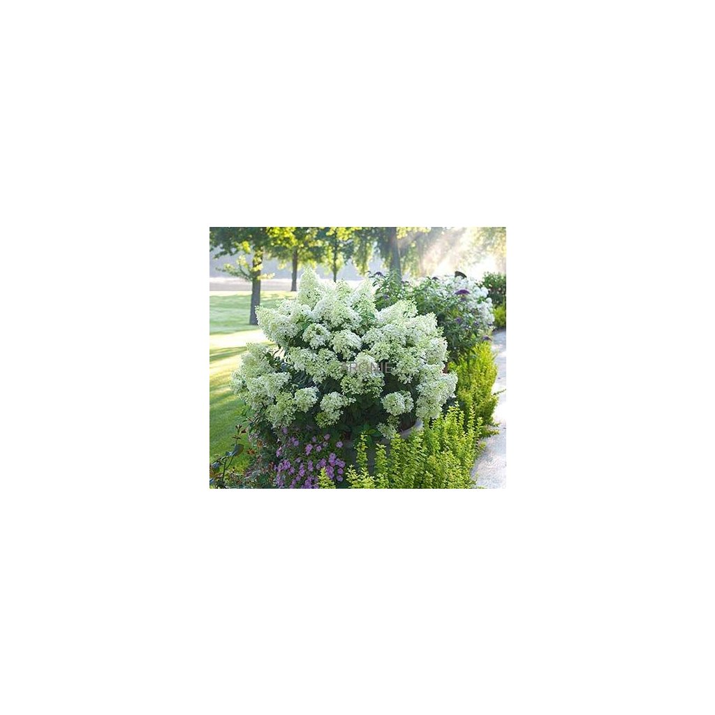 Hortenzie latnatá Bobo - C 12  Hydrangea paniculata